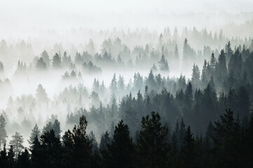 Mystical Morning Embrace