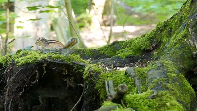 rat disturbs chipmunk in the eating time on tree's trunk covered by moss, against blur background