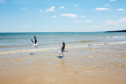 Seagulls land in the shallows