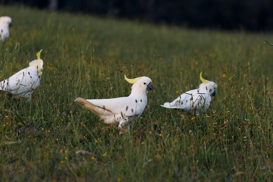 A group of Australian cockatoos on a field