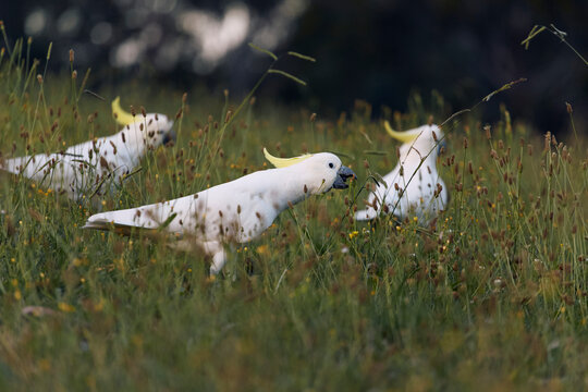 A group of Australian cockatoos