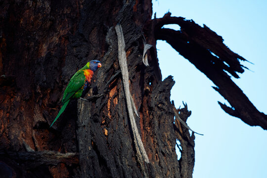 Colorful parrot on a tree