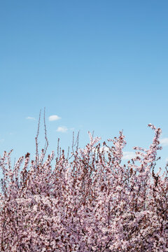 Cherry plum blossoming in the spring