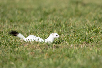 Weisses Hermelin im Sprung