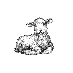 Hand drawn cute little lamb lying. Sketch style farm animal. Easter symbol. Vector illustration isolated on white. © Sketch Master