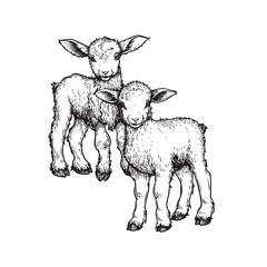 Hand drawn cute little lambs. Sketch style farm animal. Vector illustration isolated on white.