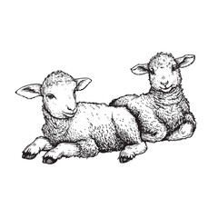 Hand drawn cute little lambs lying. Sketch style farm animal. Easter symbol. Vector illustration isolated on white. © Sketch Master