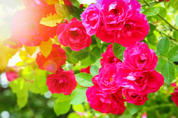 A Beautiful rose flowers on nature in the park holiday background