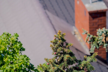 Wierzchołek świerku na tle dachu domu. Świerk ze świeżymi wiosennymi pędami i bardzo młodymi szyszkami w pierwszej połowie wiosennego dnia. © Grzegorz