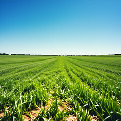 A vast lawn and blue sky. Generative AI