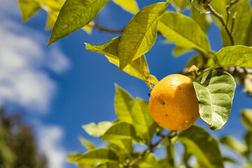 Mandarine am Baum - Orange - Obst - Ast - Bio - Nature - Vitamine - Ecology - Natural - Garden -...