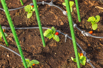 Close-up view of cucumber seedlings planted in a greenhouse with automated irrigation system. Sweden.