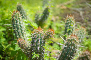 ambiente de fazenda com cactos, chapéu e botina