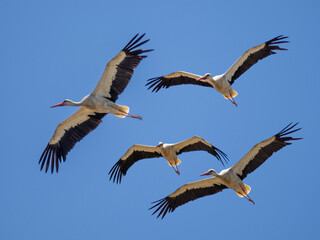 Cigüeñas volando en grupo.
