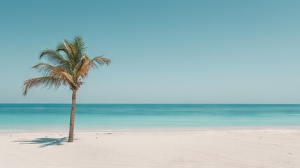 Majestic Palm Tree Overlooking the Turquoise Sea