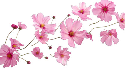 Background with floating spring flowers isolated on transparent background