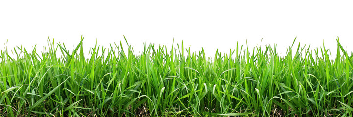Background with grass isolated on transparent background