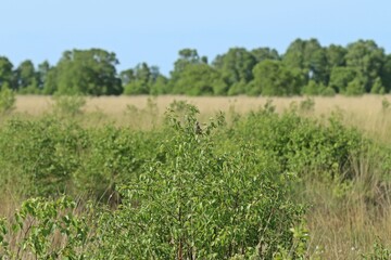 Obraz premium Wiesenpieper (Anthus pratensis) am Ewigen Meer