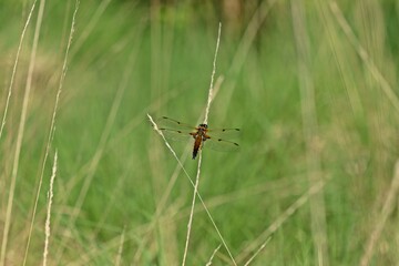 Vierfleck-Libelle (Libellula quadrimaculata) am Ewigen Meer.