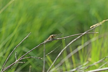 Vierfleck-Libelle (Libellula quadrimaculata) am Ewigen Meer.