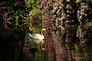 H&ouml;ckerschwan (Cygnus olor)  im Teich mit bl&uuml;hendem Rhododendron