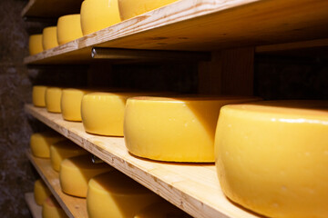 Dutch artisanal cheeses close up, maturing on wooden shelves