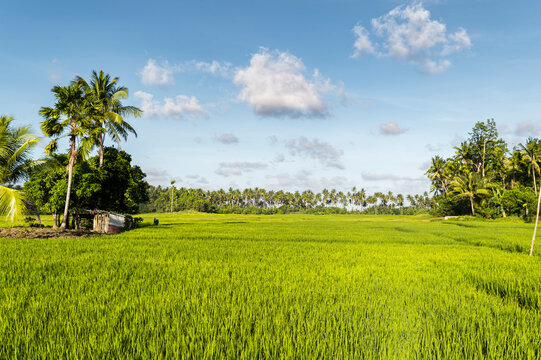Tropical rice paddy in Philippines