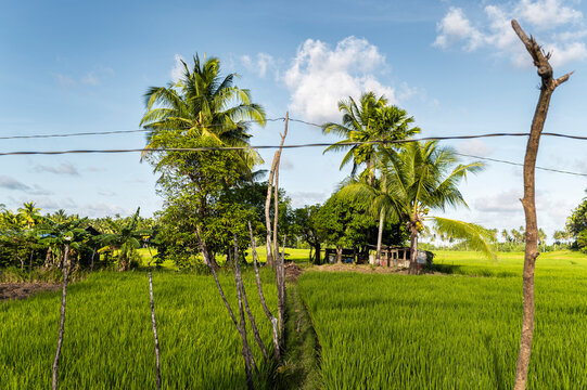 Tropical rice paddy in Philippines