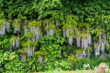 Purple wisteria vines cascade down a verdant garden wall, surrounded by dense green foliage