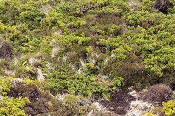 Lush green vegetation on Terceira Island, Azores.