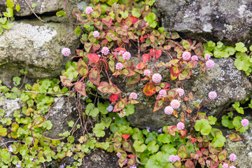 Wildflowers growing on a stone wall.