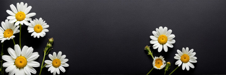 Obraz premium White daisies on a dark background. A banner with a place to copy the text.