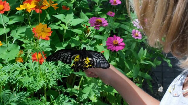 Bright Common Birdwing butterfly (Troides helena) sits on a hand of child hand amidst a backdrop of colorful flowers in a Thai tropical park 
