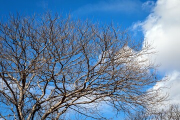 Galhos secos de uma árvore