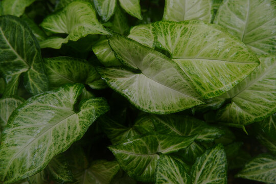 Abstract green leaf texture  nature background Arrow head plant, Caladium, Syngonium. Apartment plant, Air-purifier plant