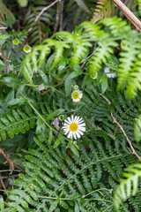 Wildflowers and lush greenery on Terceira Island, Azores.