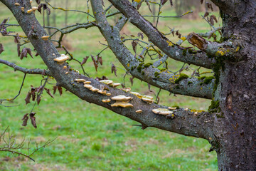 Parasitic fungi on thick branches of tree, green grass in background