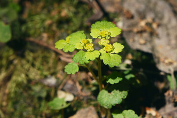 Chrysosplenium alternifolium by the Olterudelva River, Toten, Norway, in May.