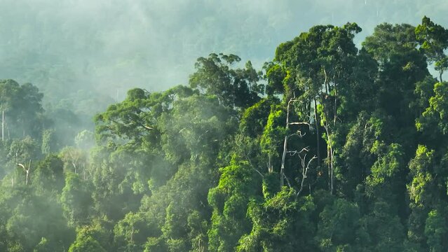 Jungle and rainforest in the morning mist view from above. Borneo. Sabah, Malaysia.