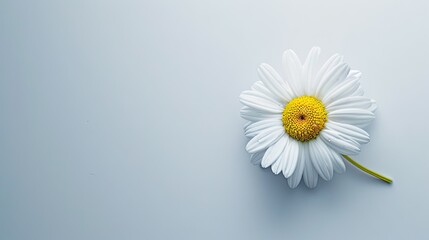 Obraz premium Ethereal Blossom: A Single White Flower With a Yellow Center