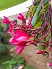 pink flowers blooming in plant growing in garden, nature photography, natural gardening background, floral wallpaper