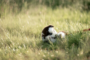 Pomsky very cute puppy dog animal
