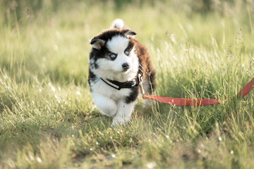 Pomsky very cute puppy dog animal © PIC by Femke