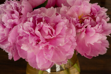 Close-up of three pink peonies
