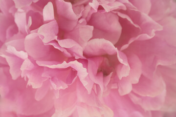Soft focus muted close-up of peony for background, copy space