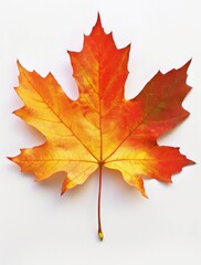Fototapeta premium A single maple leaf with red and yellow colors on a plain white background