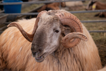 A ram with horns is laying down in a pen. The ram has a white face and brown horns