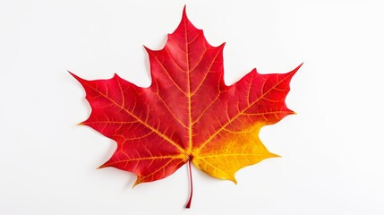 Single red and yellow maple leaf on a clean white surface