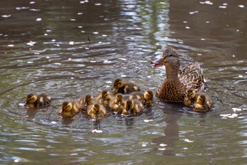 Mallard Duck with her Ducklings.
