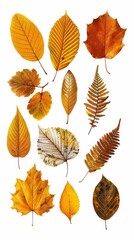 Obraz premium Collection of various autumn leaves on a white background